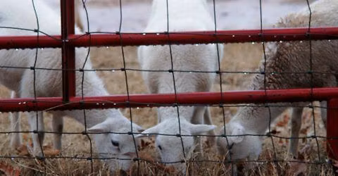 Winter 2025\/2026 AKC Herding Trial