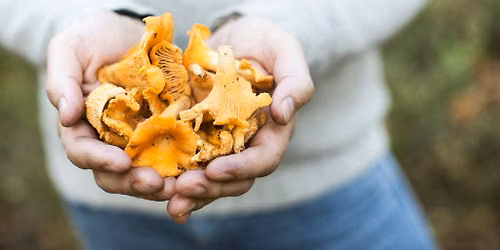 Muhsroom foraging