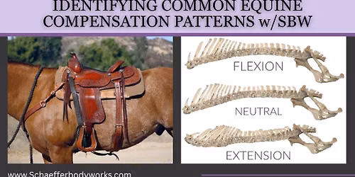 IDENTIFYING EQUINE COMPENSATION PATTERNS with Schaeffer Bodyworks, LLC