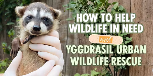 Meetup: How to Help Wildlife in Need with Yggdrasil Urban Wildlife Rescue