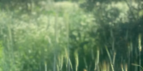 Tending the Land