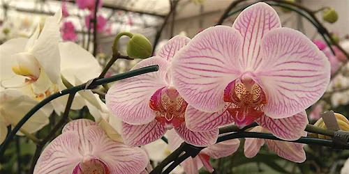 You CAN Grow Orchids: Tips for Success!