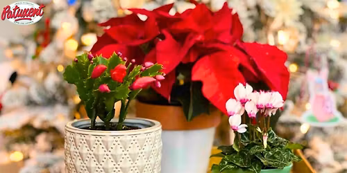 Festive Foliage: Learn & Plant Workshop
