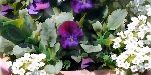 Cool Weather Color Pots