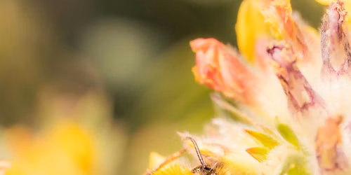 Wonderful Pollinators -  Family Friendly Workshop