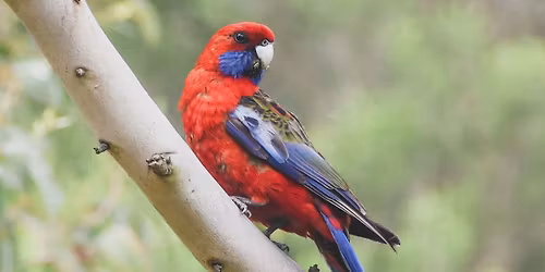 Birdwatching with BirdLife Shoalhaven