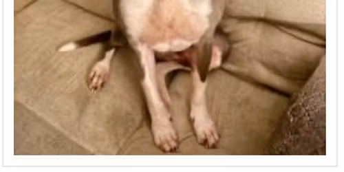 Puppy Play & Food Drive