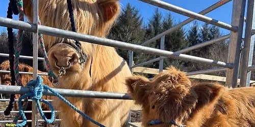 Mini Mainland Cows
