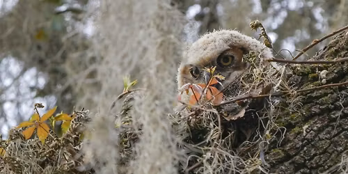 The Florida Wildlife Corridor