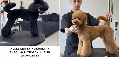 Na puchato z Aleksandr\u0105 Korobkin\u0105 - pudelek\/ maltipoo Lublin