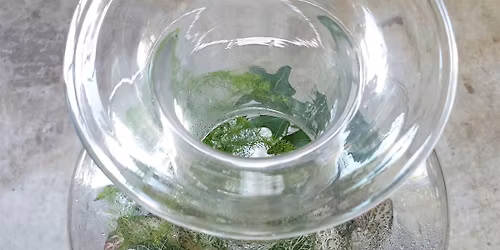 Terrarium workshop - build your own garden in a bottle