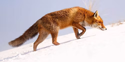 "Fox" Watercolour workshop  - Walton on the Naze, Thu 10am-1pm
