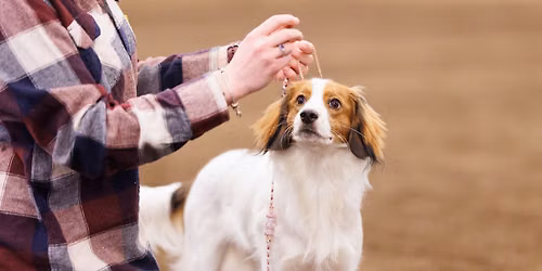 IABCA's 2026 Tar Heel Sieger Int'l All-Breed & Rare Breed DOG SHOW