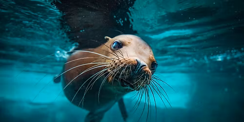 Breakfast Series: Arctic Animals