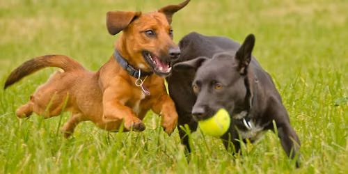 'Yappy' Hour