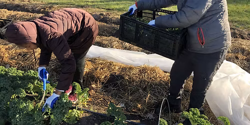 Grow Your Own Food Workshop Series