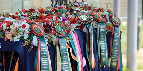 2026 All Breeds Foal & Youngstock Show + Open Hack & Hunter & Ridden Breed Classes