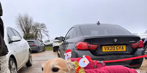 Gloucestershire Greyhound and Sighthound Christmas Walk