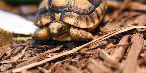 Tortoise