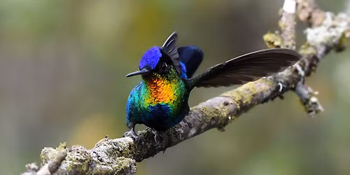 Capturing Jewels of the Skies \u2013 a Bird Photography Trip to Costa Rica