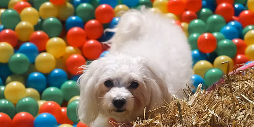 Doggy Fun Day