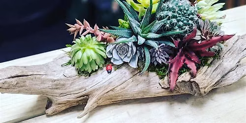Living Succulent Driftwood Centerpiece Workshop