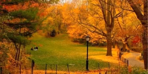 Crimson & Gold: Fall Finale Central Park Walk!