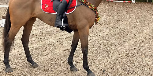  CHRISTMAS \ud83c\udf85 Stressless Dressage