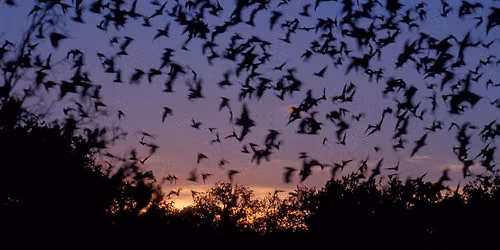 Summer Bat Hikes