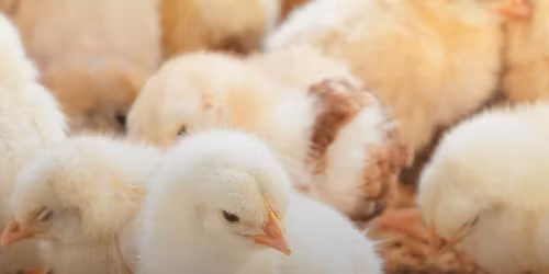 4-H Chick & Duckling Sale