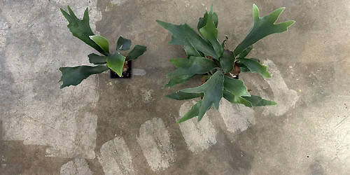 Staghorn Fern Mounting Workshop