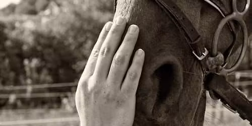 Horse Riding Saturdays