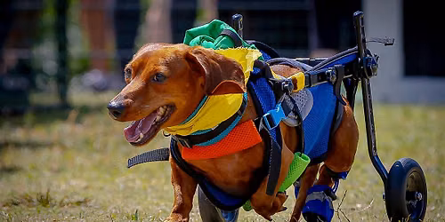 Wiener Dog Derby at Howl-N-Growl Tampa