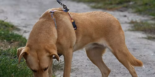 Intro to Scent Workshop