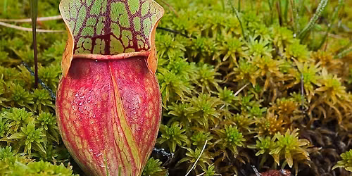 Monster Plants at Pakim Pond