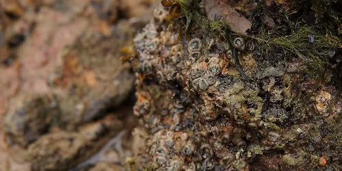 Lecture: Situated Sensing: Relational Ecologies and Nature-Based Solutions