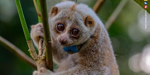Im Einsatz f\u00fcr Plumploris: Beschlagnahmung, Rehabilitation, Auswilderung und Lebensraumaufwertung