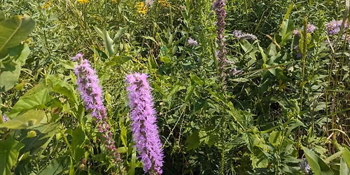 Dane County Humane Society Garden Workday