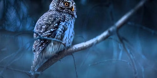 Sortie nocturne - Balade nocturne, \u00e0 l\u2019\u00e9coute des bruits de la for\u00eat