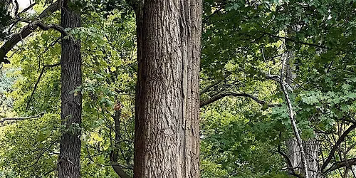 County Grounds Park \/ Sanctuary Woods - Forest Tour 10\/25\/25 @9am