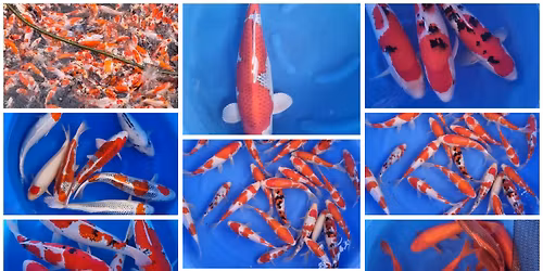 SPRING 2026 NEW KOI OPEN WEEKEND