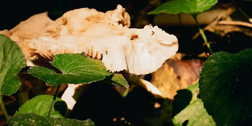 Oltre l\u2019umano: un panel transdisciplinare sulla biodiversit\u00e0 urbana