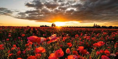 Pagan Remembrance Sunday 2025