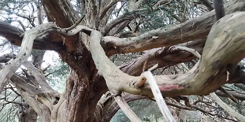 IMMORTAL: The Yew Tree Constellation