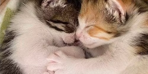 Sacred Sound Bath Journey with Kathryn Watterson to benefit Ferndale Cats