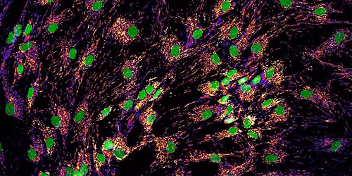Metabolic Interfaces: Mitochondria, Microbes, and the Microbiome