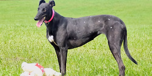 Colemere Walk with Fred