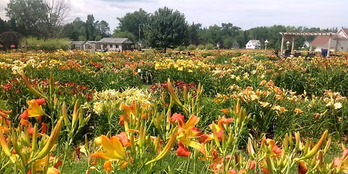Sunday In The Garden #3 - Private Gardens @ Lasting Dreams Daylilies