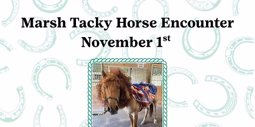 Marsh Tacky Horse Encounter