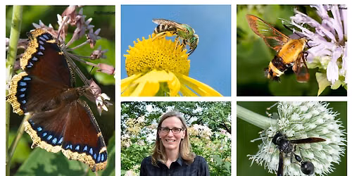 Native Havens: Building Pollinator Habitats